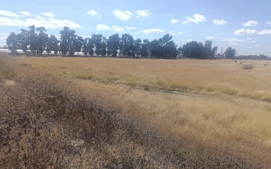 TERRENO AGRICOLA (Irapuato-Salamanca)